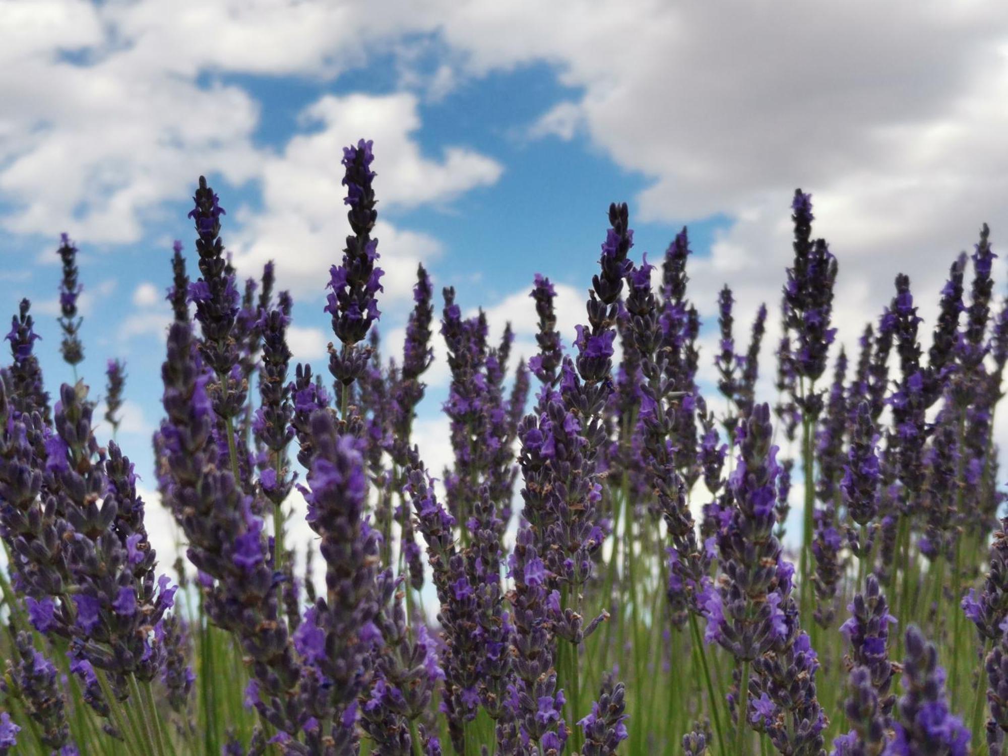 Gite En Provence Lavande Modene Екстериор снимка