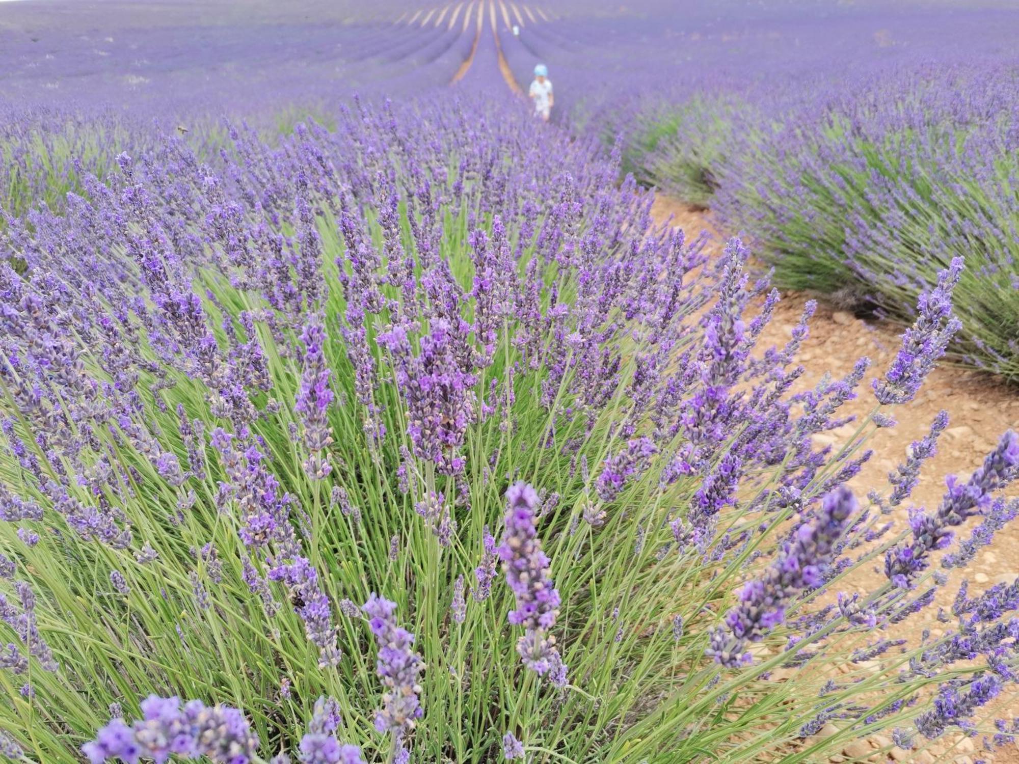 Gite En Provence Lavande Modene Екстериор снимка